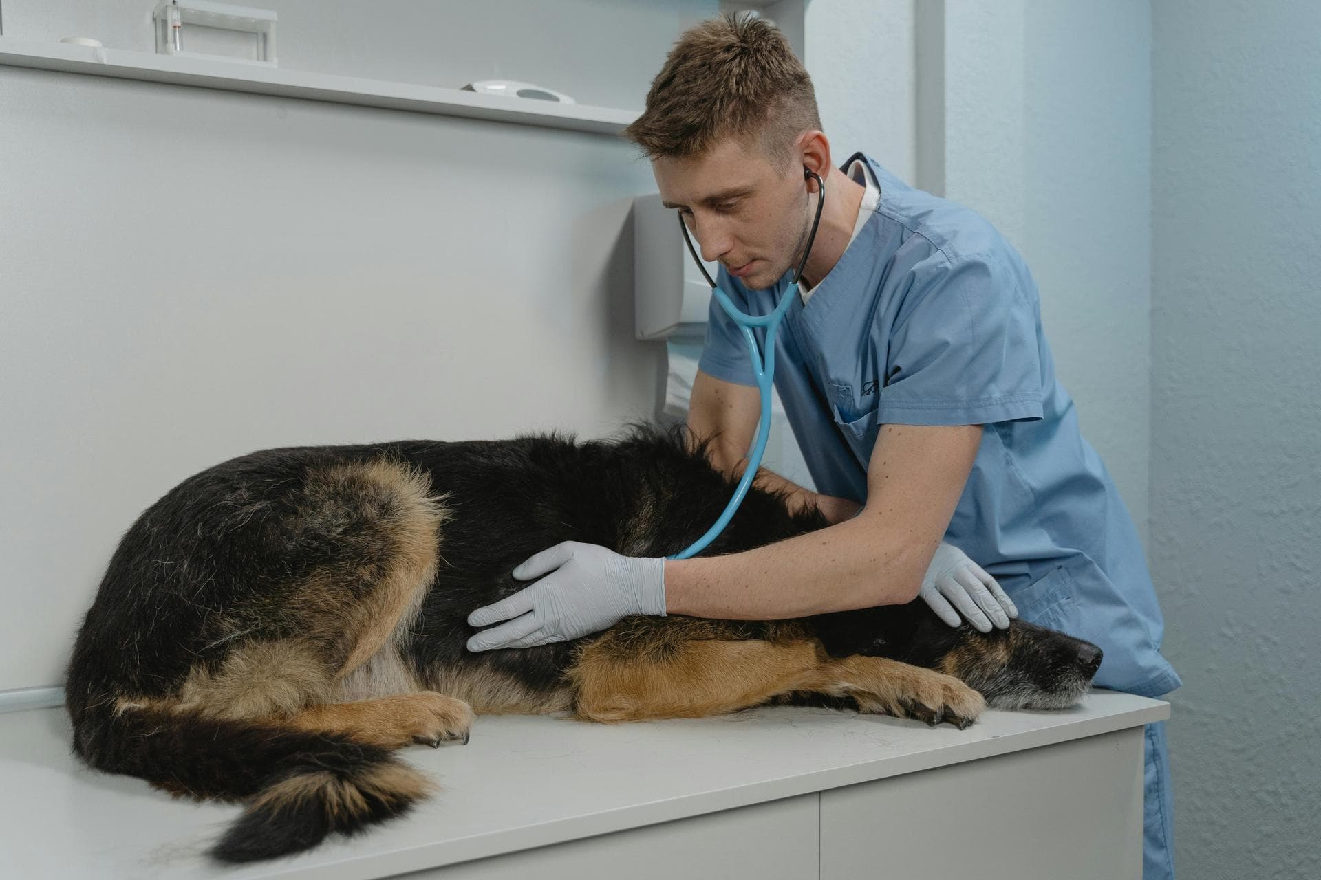 Best Vets in Quincy